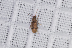 Notoxus desertus