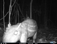 Cuniculus