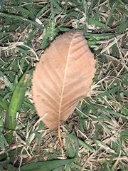 Zelkova