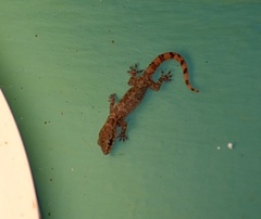 Hemidactylus angulatus