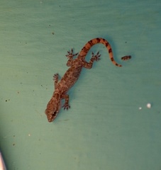 Hemidactylus angulatus