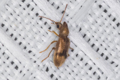Notoxus desertus