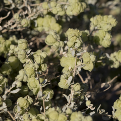 Atriplex vesicaria