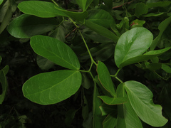 Pithecellobium keyense