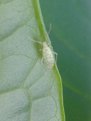 Malacocoris chlorizans