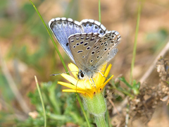 Pseudophilotes panoptes