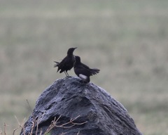 Myrmecocichla aethiops