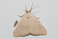 Macaria saphenata
