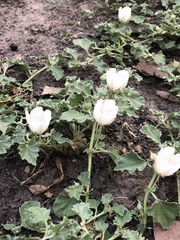 Malvella leprosa