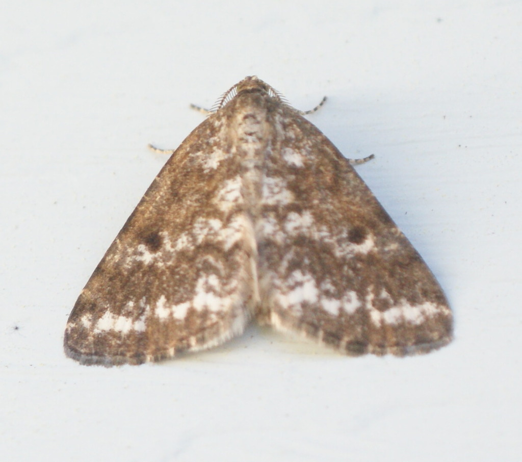 Powdered Geometer Moths