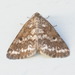 Powdered Geometer Moths - Photo (c) Janet Mihuc, some rights reserved (CC BY-NC), uploaded by Janet Mihuc