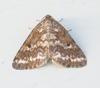 Powdered Geometer Moths - Photo (c) Janet Mihuc, some rights reserved (CC BY-NC), uploaded by Janet Mihuc