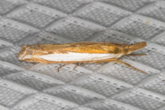 Crambus sperryellus