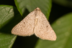 Macaria saphenata