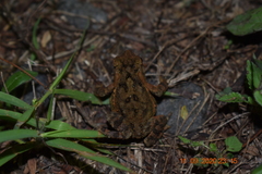Ingerophrynus biporcatus