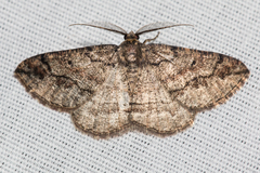 Pterospoda nigrescens