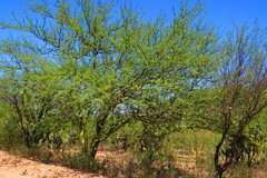 Parkinsonia praecox