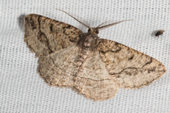 Pterospoda nigrescens