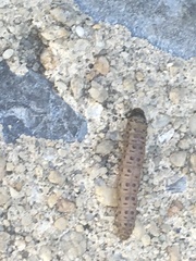 Scolecocampa liburna