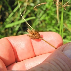 Carex scoparia