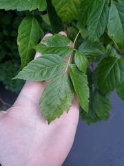 Acer negundo