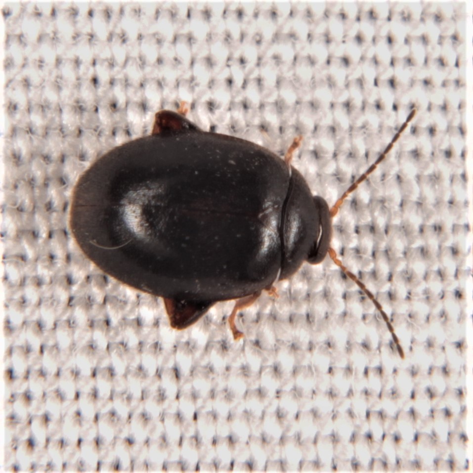 Scirtes tibialis