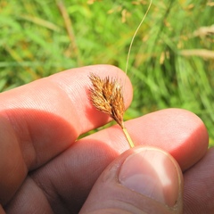 Carex scoparia