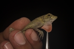 Anolis serranoi
