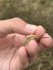 Conocephalus saltans