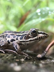 Pelophylax nigromaculatus