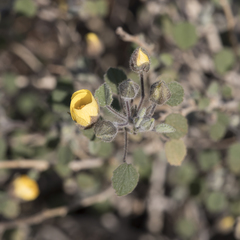 Abutilon halophilum