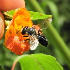 Megachile montivaga