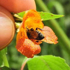 Megachile montivaga
