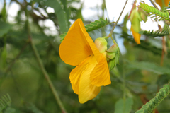 Aeschynomene montevidensis