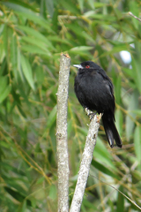 Knipolegus cyanirostris