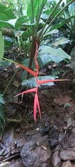 Heliconia trichocarpa image