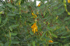 Aeschynomene montevidensis