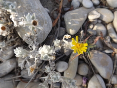 Thymophylla micropoides