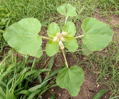 Proboscidea louisianica