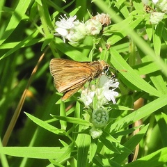 Poanes viator