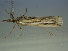 Agriphila attenuatus