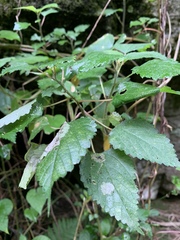 Laportea peduncularis