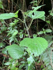 Laportea peduncularis