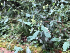 Crepidiastrum denticulatum