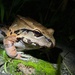 Leptodactylus - Photo (c) zacpfeifer, osa oikeuksista pidätetään (CC BY-NC), lähettänyt zacpfeifer