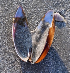 Modiolus americanus