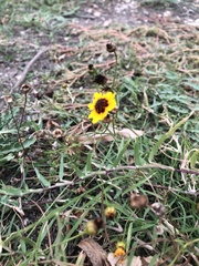 Sanvitalia procumbens