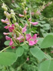 Indigofera tinctoria