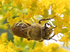 Colletes compactus compactus