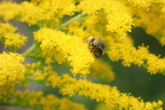 Colletes compactus compactus
